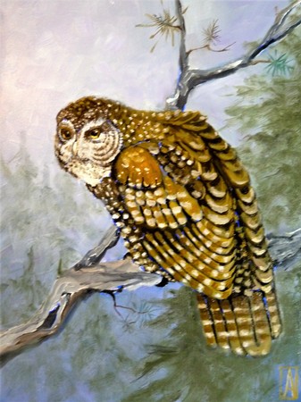 Owl